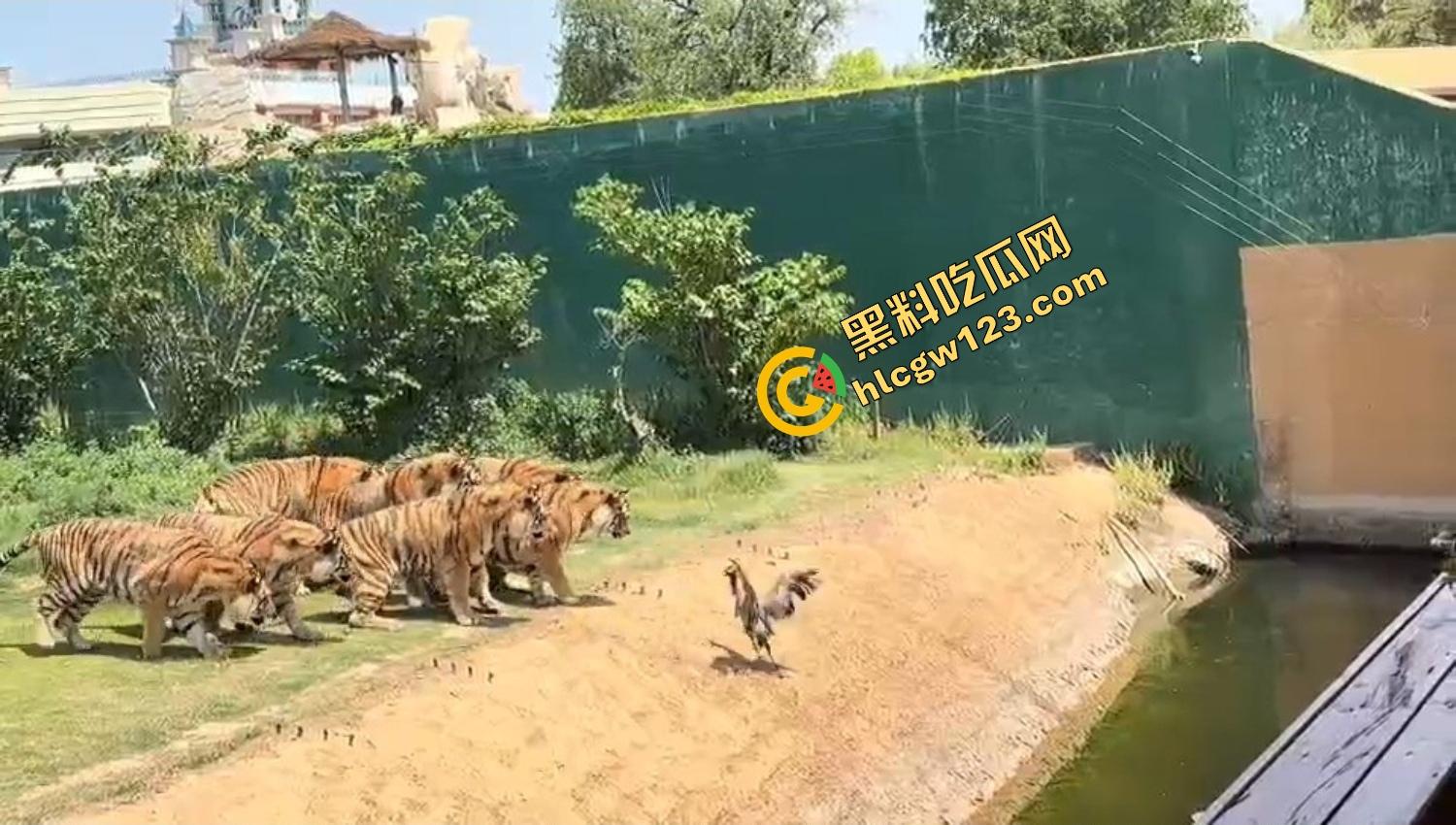 山东德州欧乐堡惊现一只大鹤误入虎区，七虎围成战术扇形现场1V7，最后成了热菜！-9