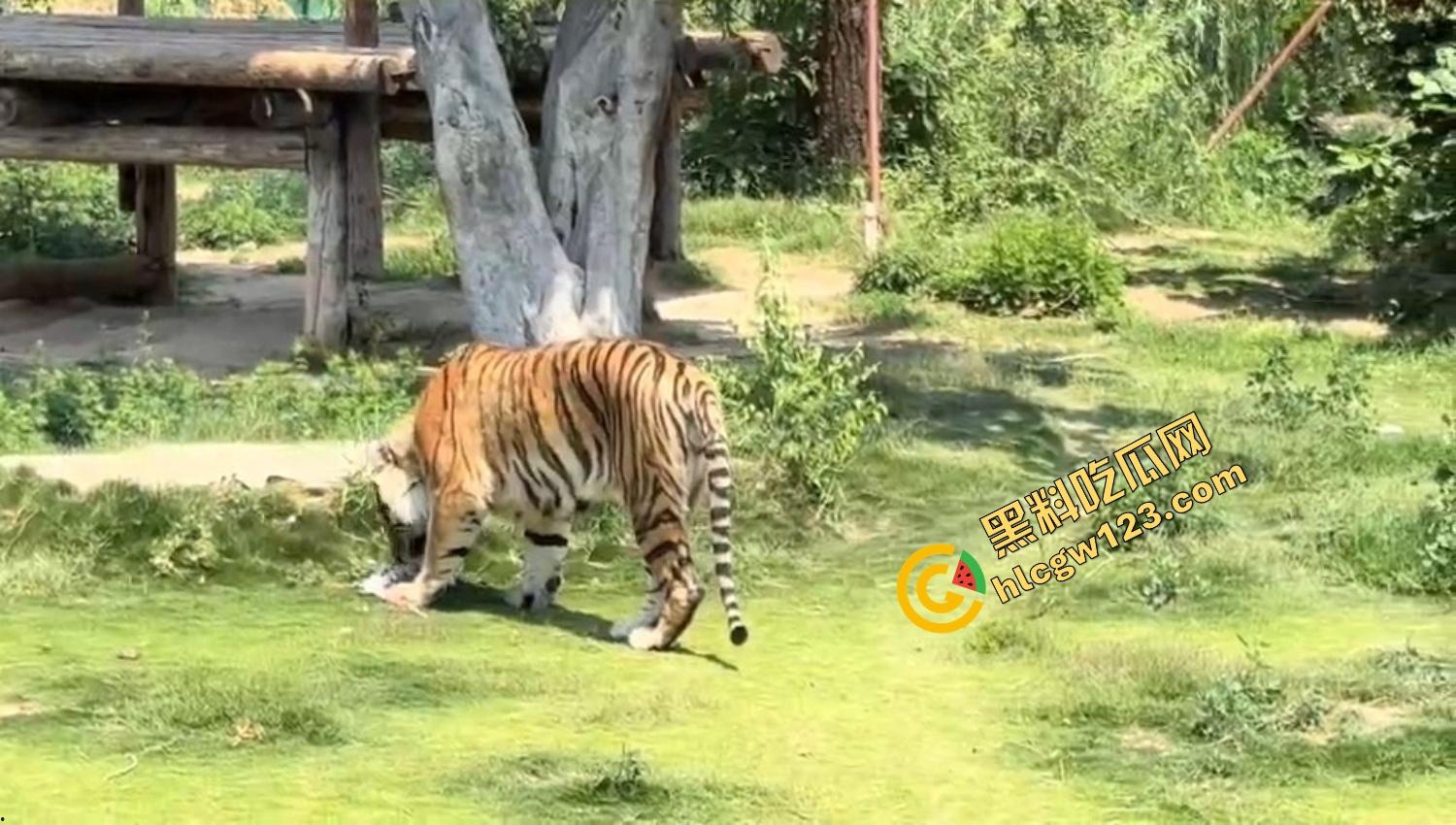 山东德州欧乐堡惊现一只大鹤误入虎区，七虎围成战术扇形现场1V7，最后成了热菜！-12