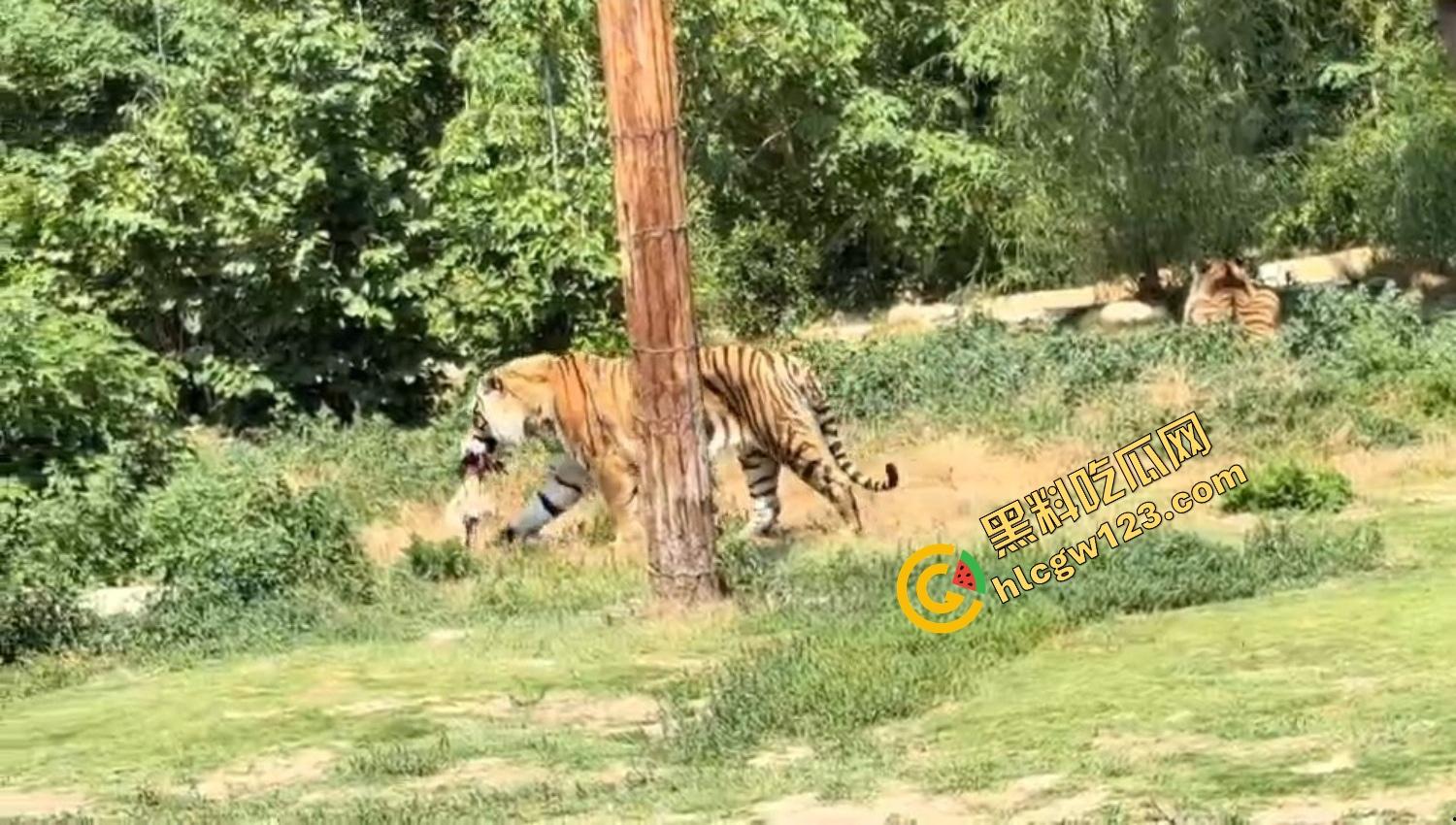 山东德州欧乐堡惊现一只大鹤误入虎区，七虎围成战术扇形现场1V7，最后成了热菜！-13