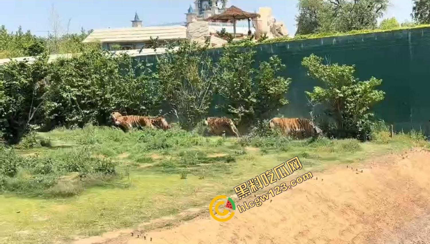 山东德州欧乐堡惊现一只大鹤误入虎区，七虎围成战术扇形现场1V7，最后成了热菜！-15