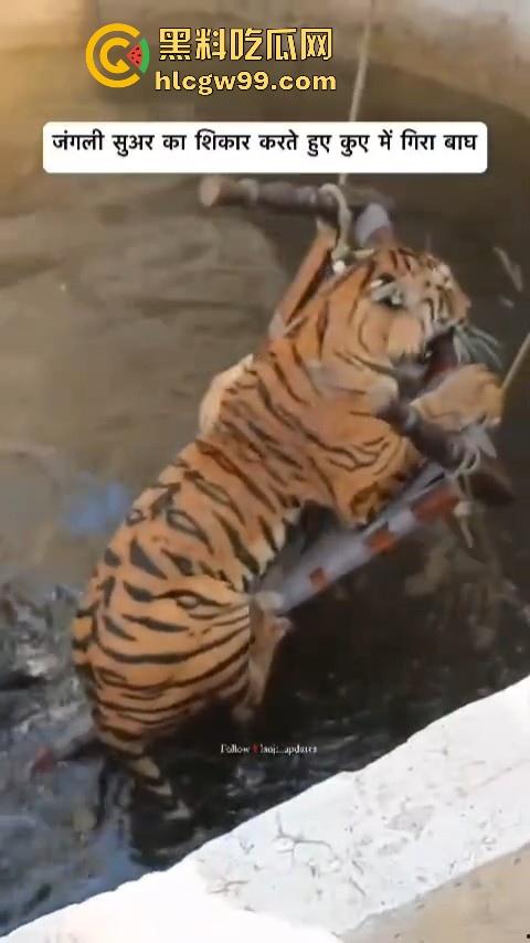 完达山一号再现？印度三哥野生老虎因追逃野猪双双落入水井，这次三哥不会趁老虎之危了吧！-6