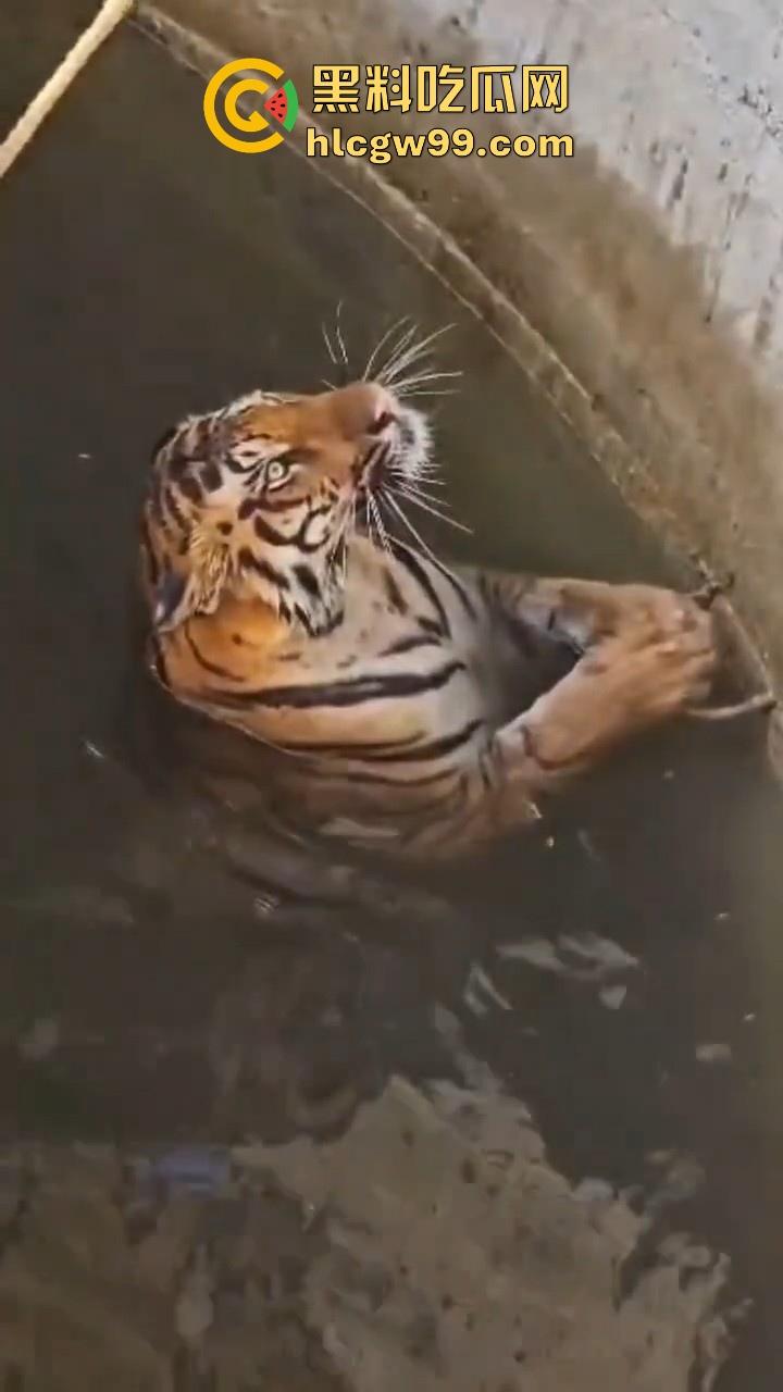 完达山一号再现？印度三哥野生老虎因追逃野猪双双落入水井，这次三哥不会趁老虎之危了吧！-7