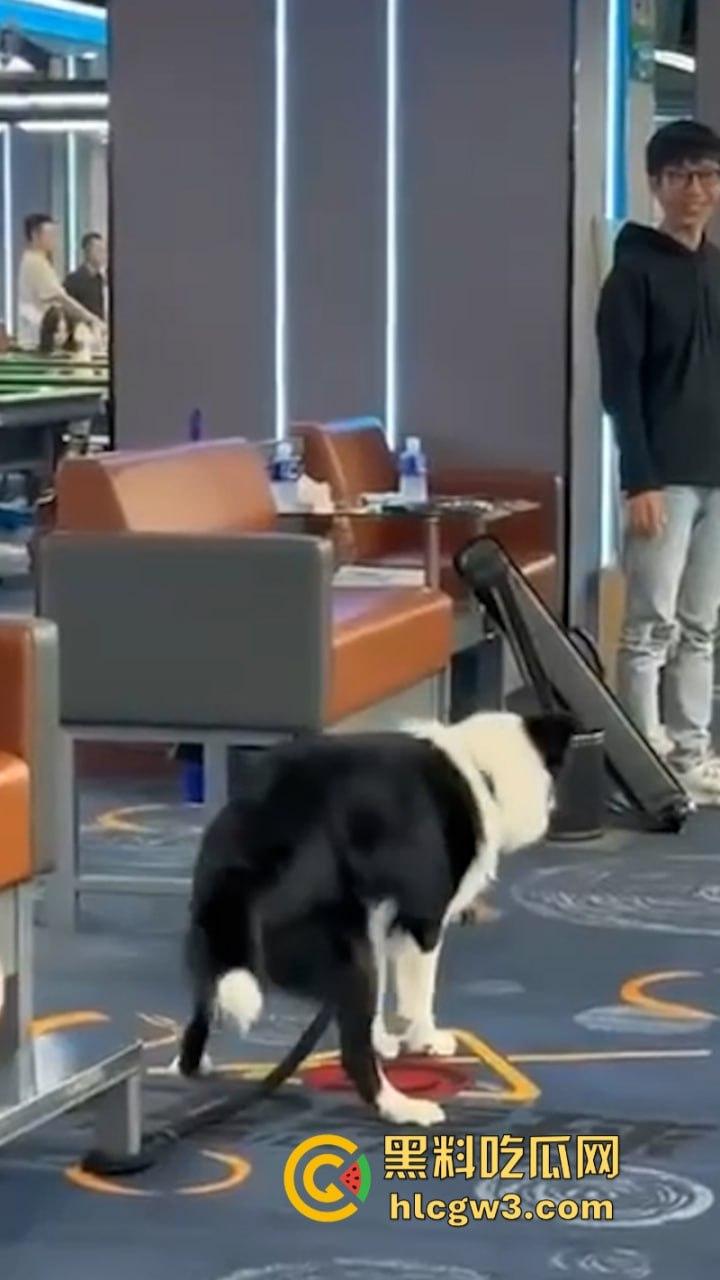 狗子发情当众操“妈” 大庭广众之下抱腿突击!美女吓得抱头躲避 在家没少干吧?-6