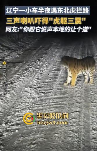 司机遇东北虎赖在公路上，喇叭按了几遍，结果虎王连动都不动，这哪是动物简直是路霸！-2