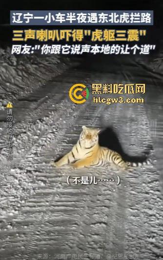 司机遇东北虎赖在公路上，喇叭按了几遍，结果虎王连动都不动，这哪是动物简直是路霸！-6