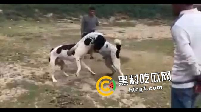 这就是斗狗！凶猛大狗一口见血 人来了都顶不住 这下知道为什么斗狗违法了-5