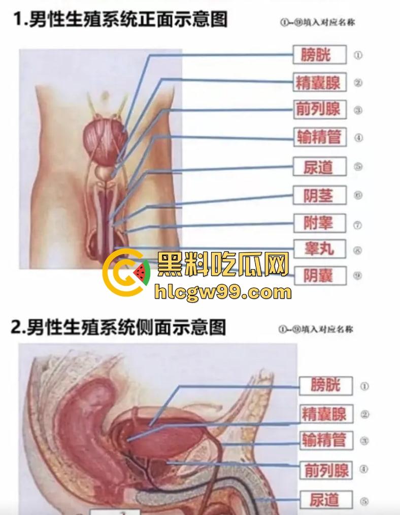 七年级生物课现场社死，老师一本正经讲解鸡巴与阴道的互插关系， 还让全班大声朗读鸡巴，课堂笑死个人！-7