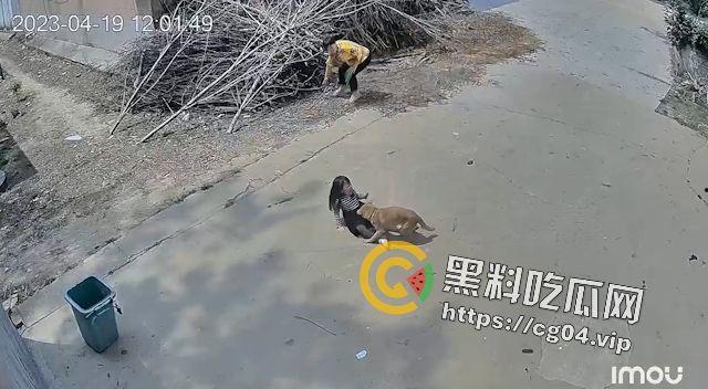 恶犬咬人！遛狗不牵绳 等于狗遛狗  狗首先是畜生 其次才是人类的朋友-5