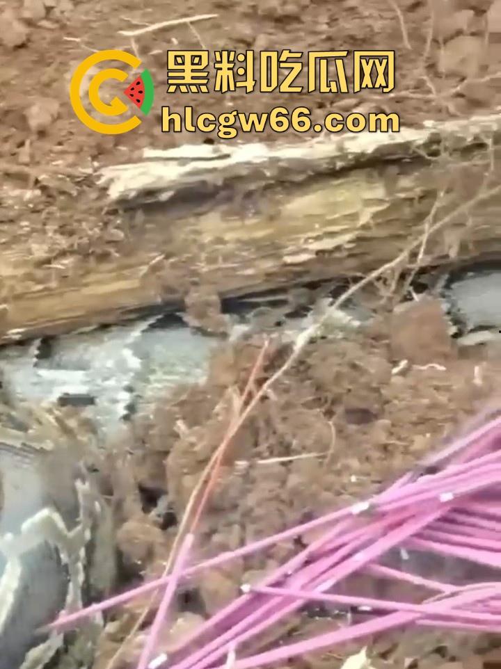 广西迁坟扫墓 棺材内惊现大蟒蛇 尸体被吃光 场面毛骨悚然 果然恐怖电影都源于现实啊！-2