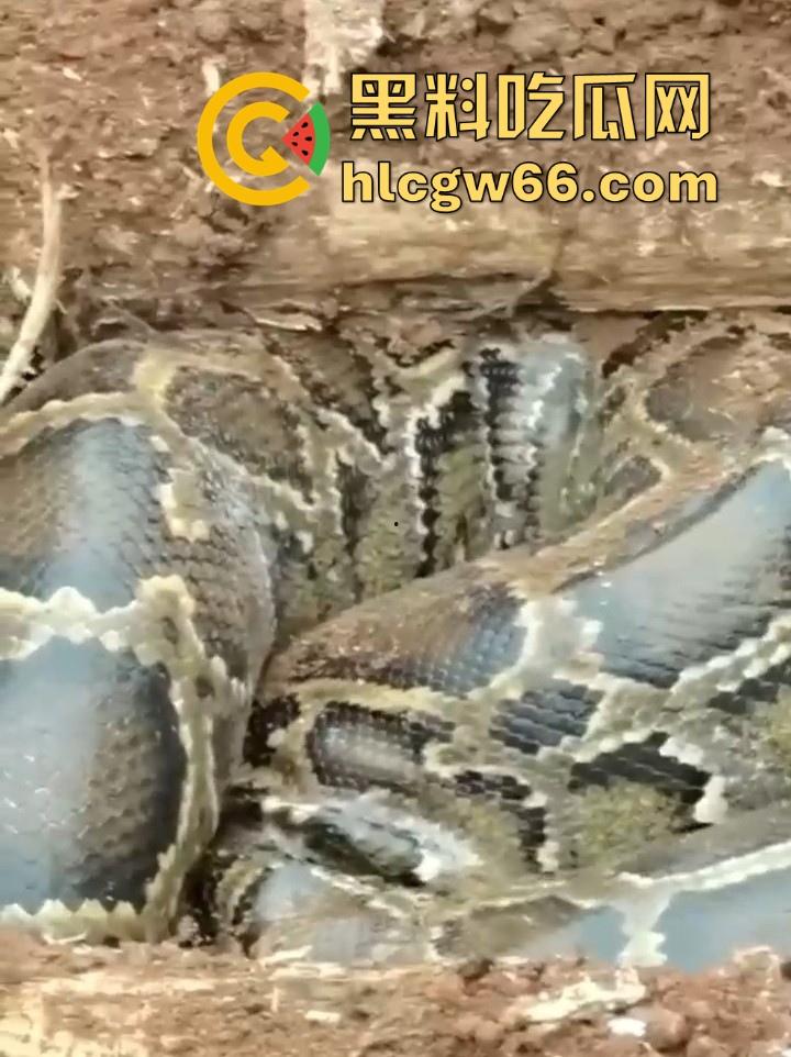 广西迁坟扫墓 棺材内惊现大蟒蛇 尸体被吃光 场面毛骨悚然 果然恐怖电影都源于现实啊！-3