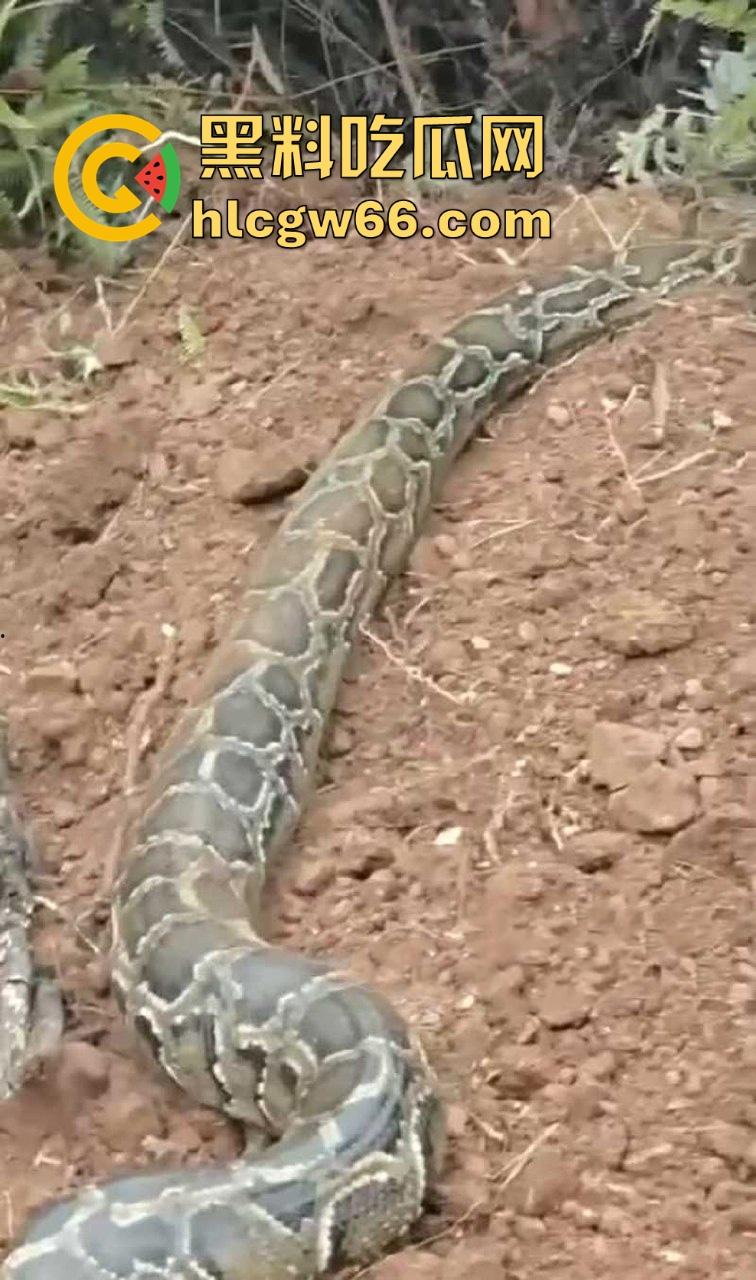 广西迁坟扫墓 棺材内惊现大蟒蛇 尸体被吃光 场面毛骨悚然 果然恐怖电影都源于现实啊！-4