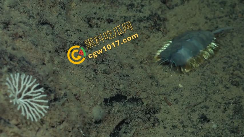 南极科考内部视频劲爆流出：30种未知致命生物！从“死亡之球”到“僵尸蠕虫”，史前病毒横行，足以令人毛骨悚然！-7