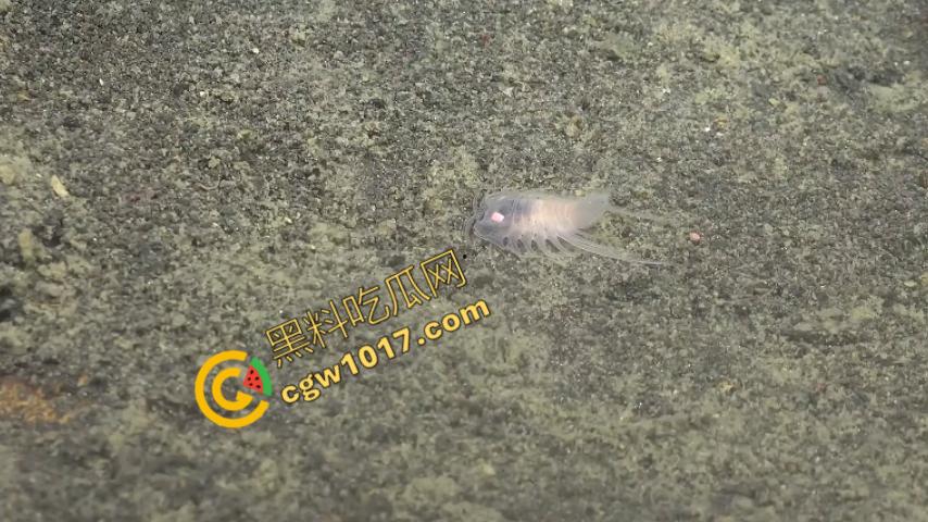 南极科考内部视频劲爆流出：30种未知致命生物！从“死亡之球”到“僵尸蠕虫”，史前病毒横行，足以令人毛骨悚然！-8