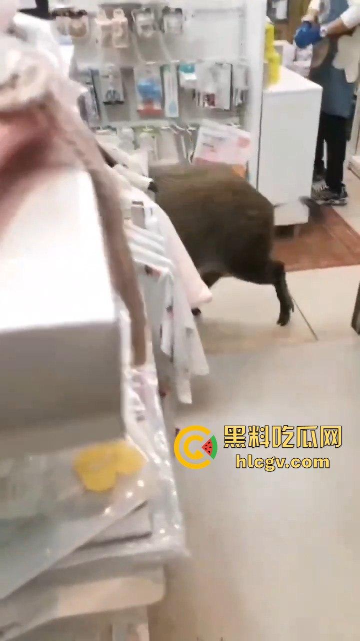 网友投稿浙江建德新安江惊现大野猪！早上9点横冲直撞，场面惊险万分！-2