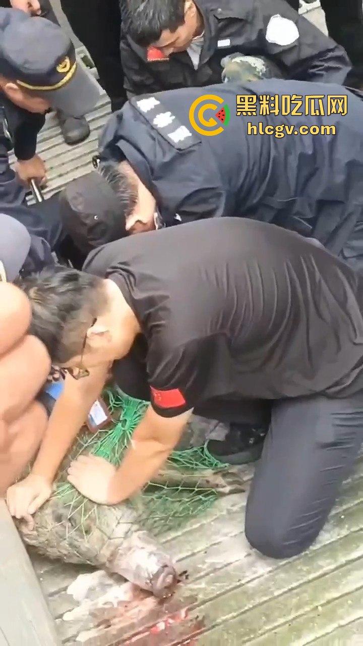 网友投稿浙江建德新安江惊现大野猪！早上9点横冲直撞，场面惊险万分！-9