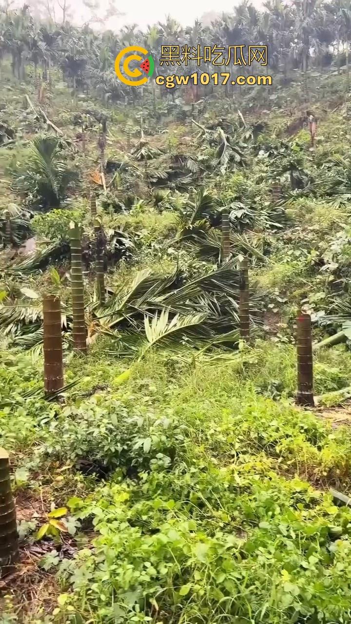 海南琼中爆发大规模群体抗争！因海南天然橡胶产业集团偷砍农民的槟榔田爆发，现场的农民们情绪机动！-8