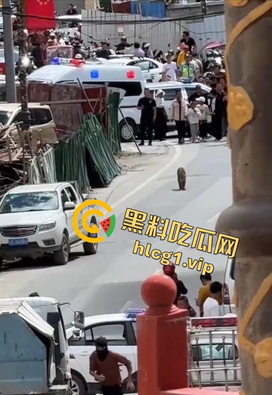 甘孜白玉县城惊现贵宾！金钱豹进城，周围居民直接呆住！-2